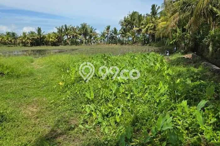 Tanah Dijual Area Strategis di Kedungu Tabanan 100m2 Tanah Dijual Area Strategis di Kedungu Tabanan 100m2