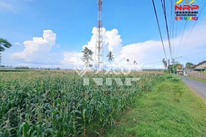 Kavling Tanah Dijual di Banyuwangi, Banyuwangi, Luas 6670m2 Area Strategis Kavling Tanah Dijual di Banyuwangi, Banyuwangi, Luas 6670m2 Area Strategis