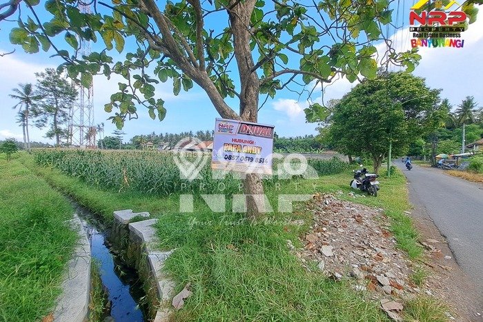 Kavling Tanah Dijual di Banyuwangi, Banyuwangi, Luas 6670m2 Area Strategis Kavling Tanah Dijual di Banyuwangi, Banyuwangi, Luas 6670m2 Area Strategis