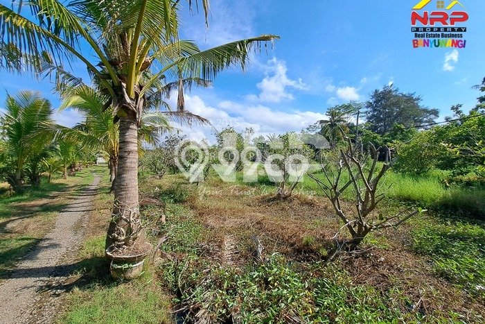 Dijual Tanah di Banyuwangi Banyuwangi Luas 15810m2 SHM Dijual Tanah di Banyuwangi Banyuwangi Luas 15810m2 SHM