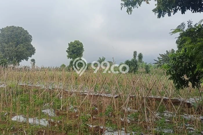 Kavling Tanah di Tamansari Dijual Luas 174m2 Legalitas SHM Kavling Tanah di Tamansari Dijual Luas 174m2 Legalitas SHM