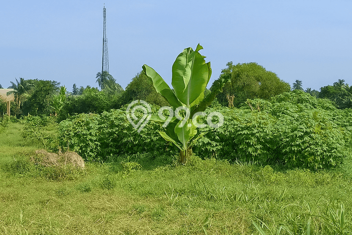 Lahan Dijual Lokasi Strategis di Bogor dengan Luas 97000m2 Lahan Dijual Lokasi Strategis di Bogor dengan Luas 97000m2