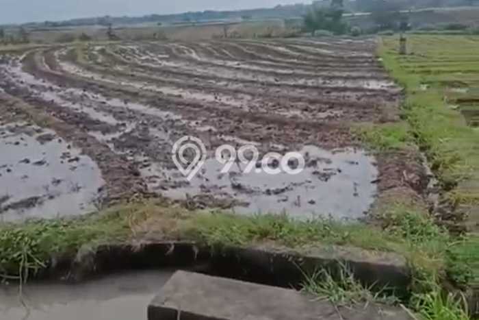 Tanah Dijual Area Strategis di Beraban Tabanan 5100m2 Tanah Dijual Area Strategis di Beraban Tabanan 5100m2