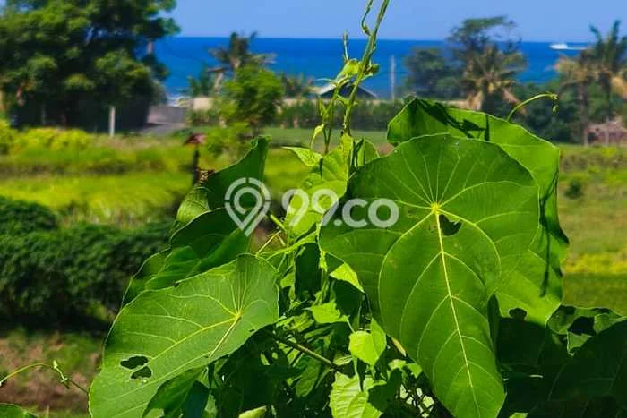 Tanah Kavling Dijual di Ketewel, Gianyar dengan Luas Tanah 1486m2 Tanah Kavling Dijual di Ketewel, Gianyar dengan Luas Tanah 1486m2