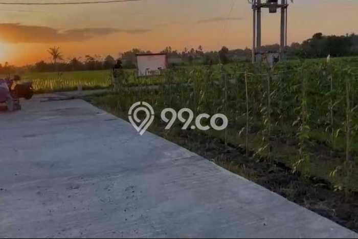 Tanah Investasi Dijual di Tabanan Punya Luas 500m2 Tanah Investasi Dijual di Tabanan Punya Luas 500m2