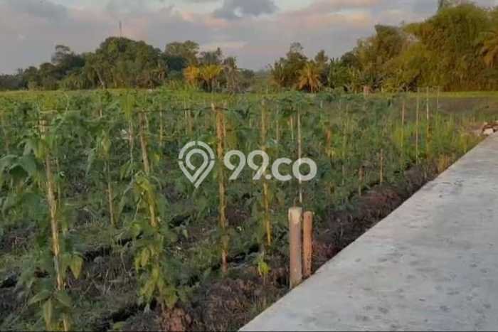 Tanah Investasi Dijual di Tabanan Punya Luas 500m2 Tanah Investasi Dijual di Tabanan Punya Luas 500m2