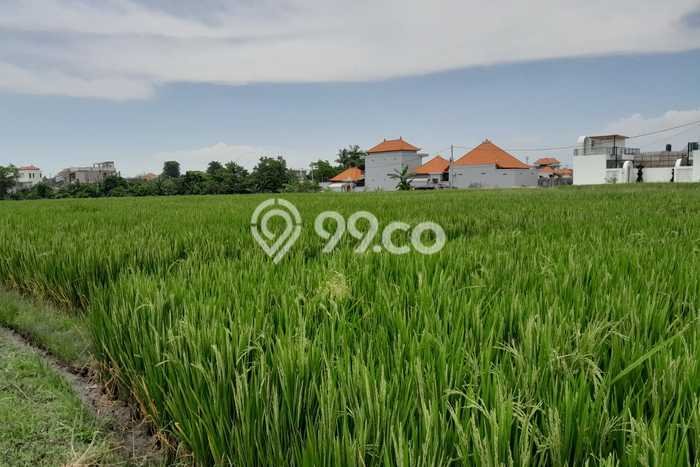 Tanah Disewakan Lokasi Seseh Badung Luas 1030m2 Tanah Disewakan Lokasi Seseh Badung Luas 1030m2