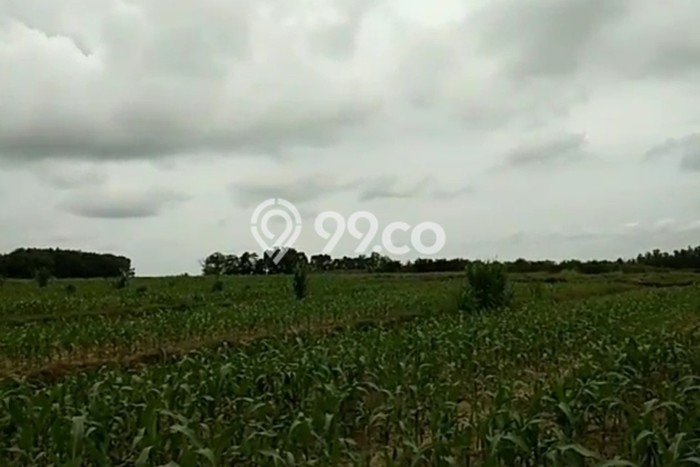 Lahan untuk Dijual di Braja Slebah Lampung Timur Luas 2e+06m2 Lahan untuk Dijual di Braja Slebah Lampung Timur Luas 2e+06m2