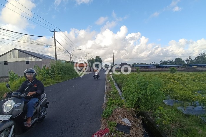 Lahan Disewakan Lokasi Lukluk Badung Luas 3000m2 Lahan Disewakan Lokasi Lukluk Badung Luas 3000m2