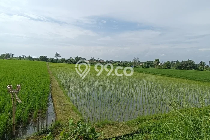Tanah Disewakan Lokasi Tabanan Seluas 5900m2 Strategis dan Aman Tanah Disewakan Lokasi Tabanan Seluas 5900m2 Strategis dan Aman