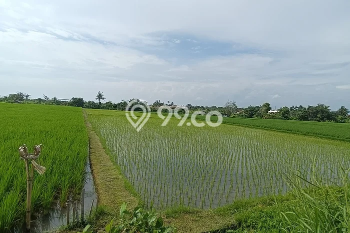 Tanah Disewakan Lokasi Tabanan Seluas 5900m2 Strategis dan Aman Tanah Disewakan Lokasi Tabanan Seluas 5900m2 Strategis dan Aman