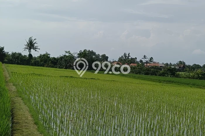 Tanah Disewakan Lokasi Tabanan Seluas 5900m2 Strategis dan Aman Tanah Disewakan Lokasi Tabanan Seluas 5900m2 Strategis dan Aman