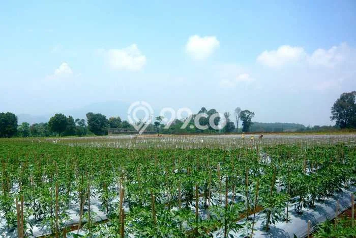 Tanah Dijual Lokasi Cianjur Cianjur SHM Tanah Dijual Lokasi Cianjur Cianjur SHM