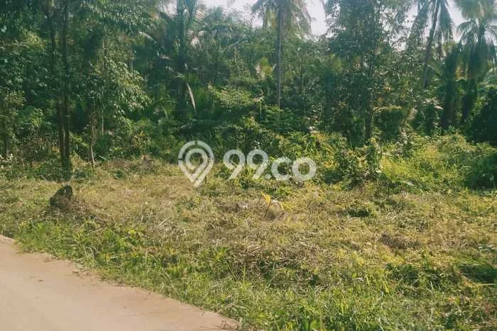 Tanah Dijual di Pandeglang Seluas 4705m2 Strategis Tanah Dijual di Pandeglang Seluas 4705m2 Strategis