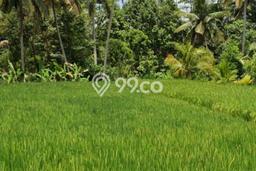 Tanah Komersial Disewakan di Ubud Gianyar Seluas 2120m2 Tanah Komersial Disewakan di Ubud Gianyar Seluas 2120m2