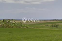 Tanah Dijual Lokasi Strategis di Tabanan dengan Luas 4250m2 Tanah Dijual Lokasi Strategis di Tabanan dengan Luas 4250m2
