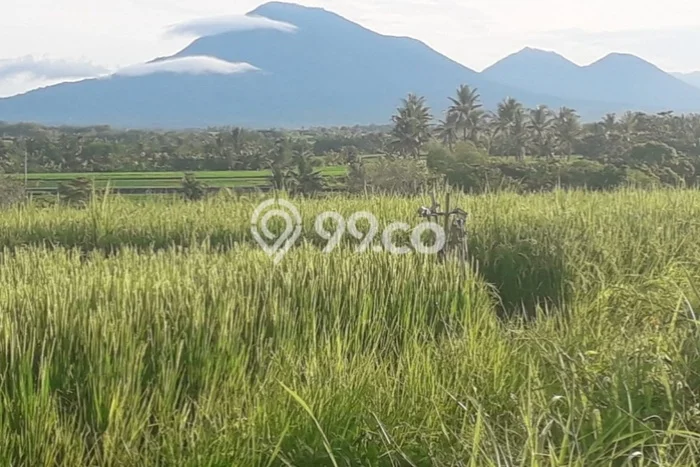 Tanah Dijual di Tabanan Seluas 1500m2 Strategis Tanah Dijual di Tabanan Seluas 1500m2 Strategis