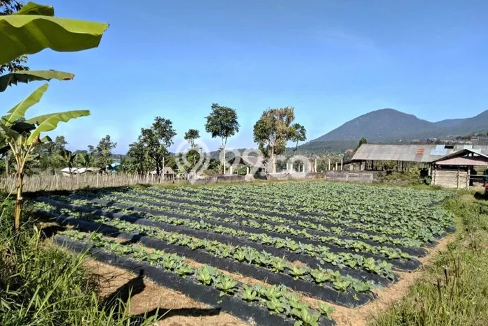 Kavling Tanah Dijual di Baturiti Tabanan Spesifikasi 17990m2 Kavling Tanah Dijual di Baturiti Tabanan Spesifikasi 17990m2