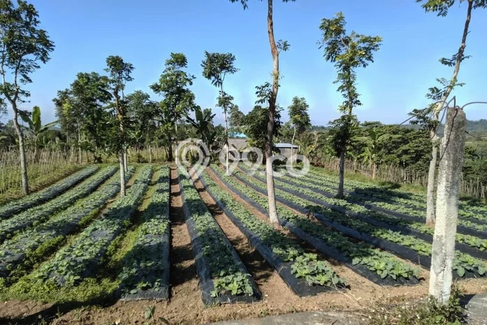 Kavling Tanah Dijual di Baturiti Tabanan Spesifikasi 17990m2 Kavling Tanah Dijual di Baturiti Tabanan Spesifikasi 17990m2