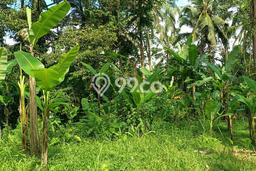 Tanah Kavling Dijual di Bukian, Gianyar dengan Luas Tanah 3500m2 Tanah Kavling Dijual di Bukian, Gianyar dengan Luas Tanah 3500m2