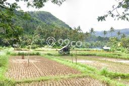 Tanah Dijual Lokasi Manggis, Karangasem Luas 2000m2 Legalitas Aman Tanah Dijual Lokasi Manggis, Karangasem Luas 2000m2 Legalitas Aman