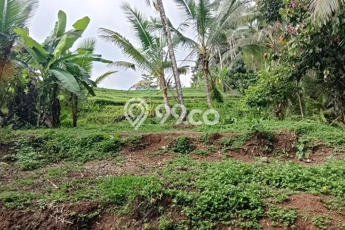 Kavling Tanah Lokasi Strategis di Selemadeg, Tabanan Disewakan 3400m2 Kavling Tanah Lokasi Strategis di Selemadeg, Tabanan Disewakan 3400m2