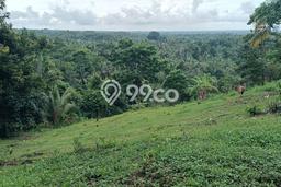Tanah Kavling untuk Dijual di Selemadeg Tabanan 9100m2 Tanah Kavling untuk Dijual di Selemadeg Tabanan 9100m2