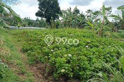 Lahan Dijual Lokasi Strategis di Buleleng dengan Luas 1545m2 Lahan Dijual Lokasi Strategis di Buleleng dengan Luas 1545m2