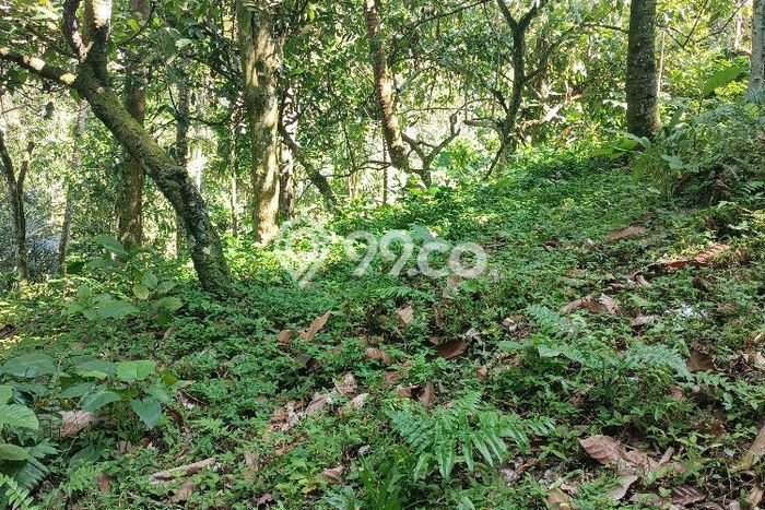 Kavling Tanah untuk Dijual di Dalang, Tabanan, Luas 9150m2 Kavling Tanah untuk Dijual di Dalang, Tabanan, Luas 9150m2