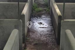 Jarang Ada! Tanah di Kintamani Punya Luas 3150m2 SHM Jarang Ada! Tanah di Kintamani Punya Luas 3150m2 SHM