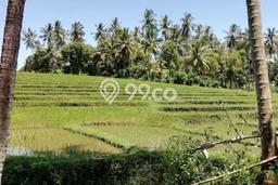 Tanah Siap Bangun Dijual di Tabanan Punya Luas 8950m2 Tanah Siap Bangun Dijual di Tabanan Punya Luas 8950m2