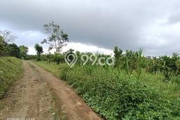 Tanah untuk Dijual di Kintamani Bangli Luas 10000m2 Tanah untuk Dijual di Kintamani Bangli Luas 10000m2