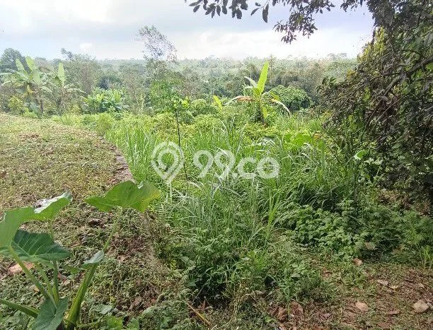 Tanah di Kintamani, Bangli Luas 2800m2 Dijual Segera Tanah di Kintamani, Bangli Luas 2800m2 Dijual Segera