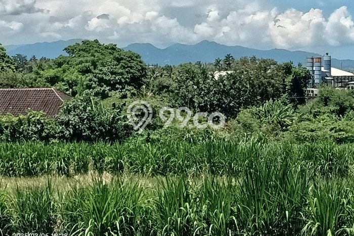 Tanah Disewa di Keramas Strategis dan Memiliki Luas 2600m2 Tanah Disewa di Keramas Strategis dan Memiliki Luas 2600m2