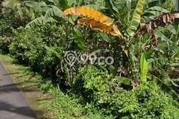 Tanah Dijual di Tabanan Seluas 3600m2 Strategis Tanah Dijual di Tabanan Seluas 3600m2 Strategis
