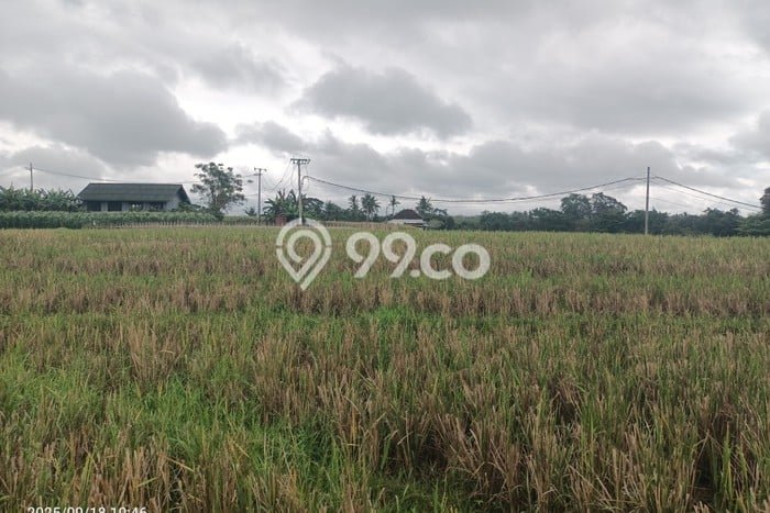 Tanah Dijual Area Strategis di Klecung Tabanan 2000m2 Tanah Dijual Area Strategis di Klecung Tabanan 2000m2