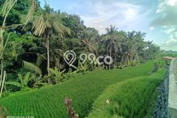 Tanah Kavling untuk Dijual di Tegallalang Gianyar 550m2 Tanah Kavling untuk Dijual di Tegallalang Gianyar 550m2