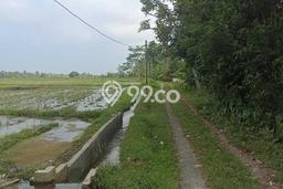 Tanah Kavling untuk Dijual di Penebel Tabanan 4180m2 Tanah Kavling untuk Dijual di Penebel Tabanan 4180m2