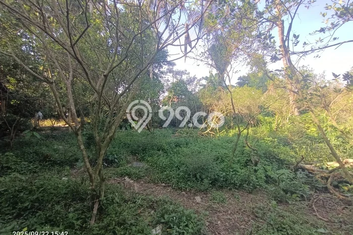 Tanah untuk Disewakan di Ubud Gianyar SHM Tanah untuk Disewakan di Ubud Gianyar SHM
