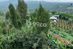 Lahan Kosong Dijual di Kintamani, Bangli, Luas 5000m2 Area Strategis Lahan Kosong Dijual di Kintamani, Bangli, Luas 5000m2 Area Strategis