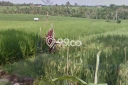 Tanah Dijual Lokasi Strategis di Tabanan dengan Luas 2738m2 Tanah Dijual Lokasi Strategis di Tabanan dengan Luas 2738m2