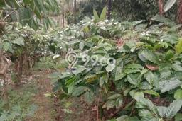 Dijual Tanah Lokasi Mundeh, Tabanan Seluas 22250m2 Dijual Tanah Lokasi Mundeh, Tabanan Seluas 22250m2