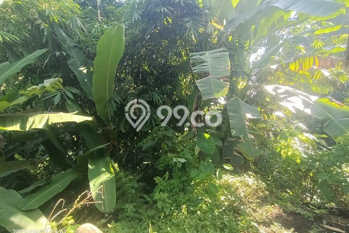 Tanah untuk Disewakan di Ubud Gianyar SHM Tanah untuk Disewakan di Ubud Gianyar SHM