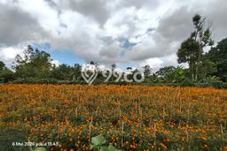 Tanah Dijual Lokasi Kintamani, Bangli Luas 7290m2 Legalitas Aman Tanah Dijual Lokasi Kintamani, Bangli Luas 7290m2 Legalitas Aman