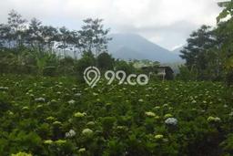 Tanah Dijual di Buleleng Seluas 8000m2 Strategis Tanah Dijual di Buleleng Seluas 8000m2 Strategis