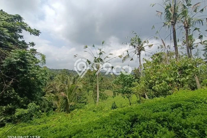 Tanah Investasi Dijual di Tabanan Punya Luas 4550m2 Tanah Investasi Dijual di Tabanan Punya Luas 4550m2
