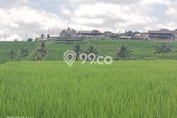 Tanah Investasi Dijual di Tabanan Punya Luas 4563m2 Tanah Investasi Dijual di Tabanan Punya Luas 4563m2
