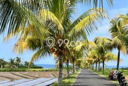 Dijual Tanah Lokasi Klecung, Tabanan Seluas 1215m2 Dijual Tanah Lokasi Klecung, Tabanan Seluas 1215m2