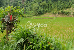 Tanah Dijual Lokasi Jasinga, Bogor dengan Luas Tanah 2775m2 dan Status - Tanah Dijual Lokasi Jasinga, Bogor dengan Luas Tanah 2775m2 dan Status -