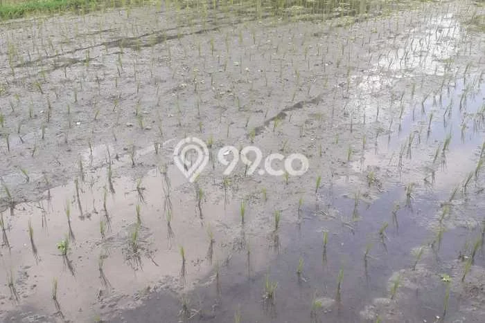 Paling Dicari! Lahan Kosong Disewakan di Ubud, Gianyar Paling Dicari! Lahan Kosong Disewakan di Ubud, Gianyar